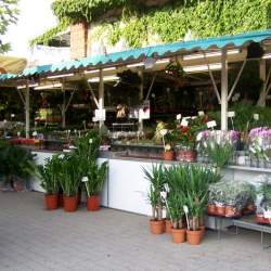 2006: Zwiebelmarkt in Griesheim